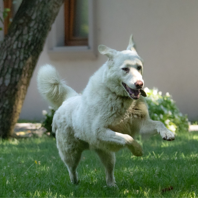 PAMUK